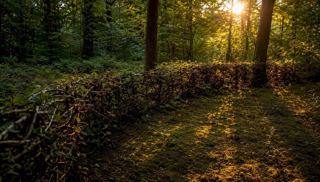 Eine natürliche Begrenzung, die im Wald Schutz bietet