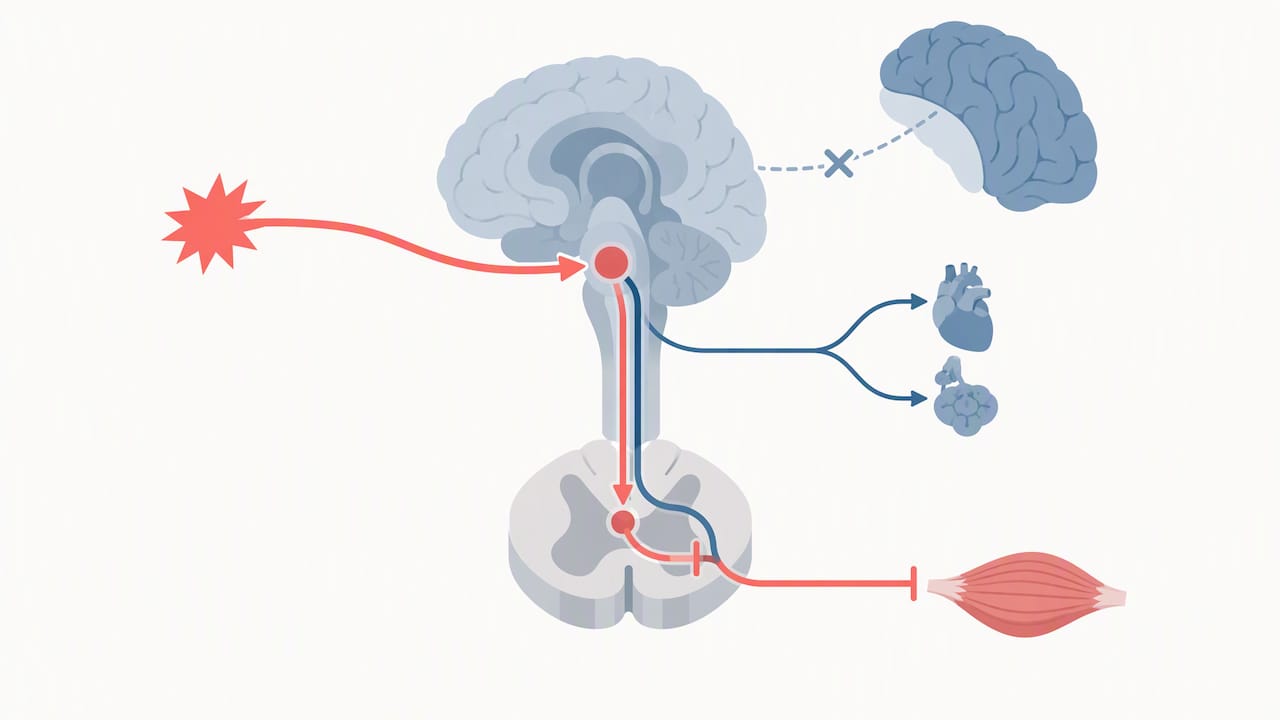 Illustration des Hirnstamms, des Reflexbogens und des autonomen Nervensystems